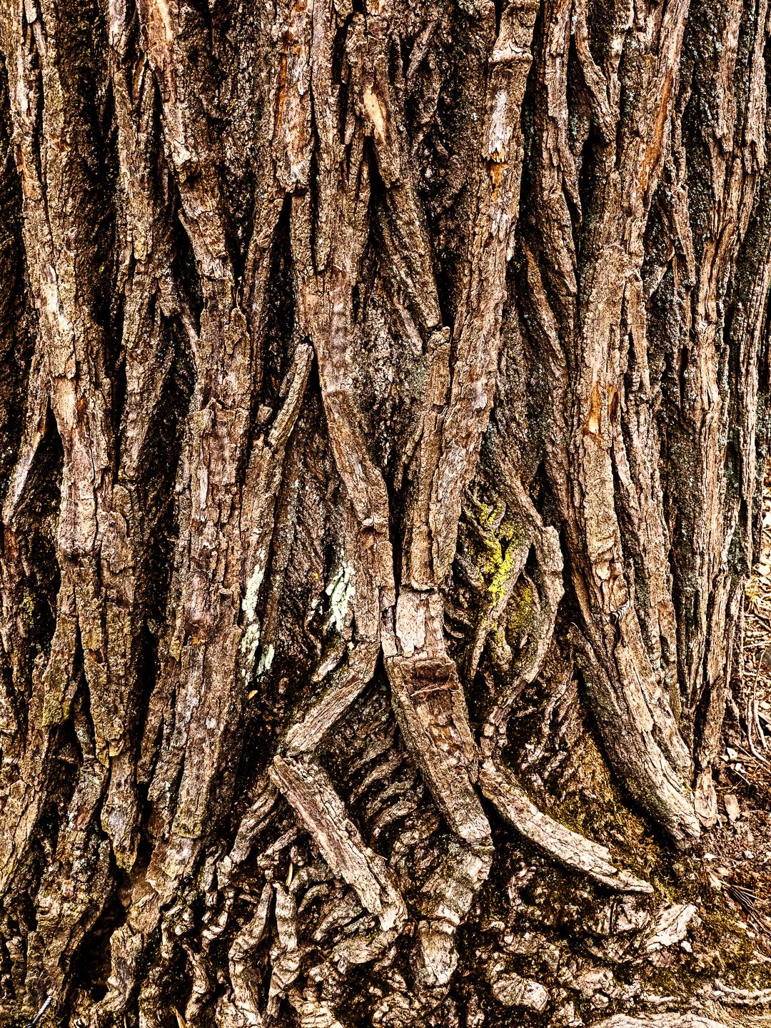 Trees: Skin Deep — marcoclicks